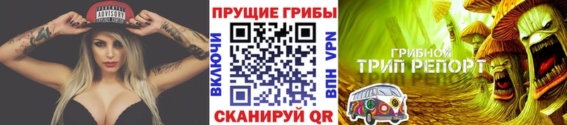 дарнет шоп  Нефтекумск  KRAKEN как зайти  Псилоцибиновые грибы Cubensis 